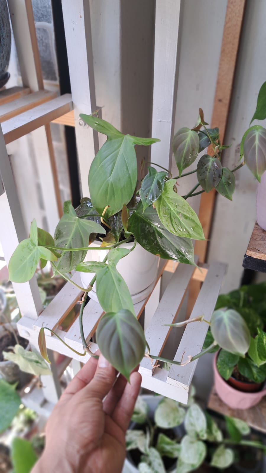 Syngonium Verde